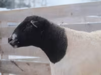 Baran, Dorper sheep — zdjęcie 3