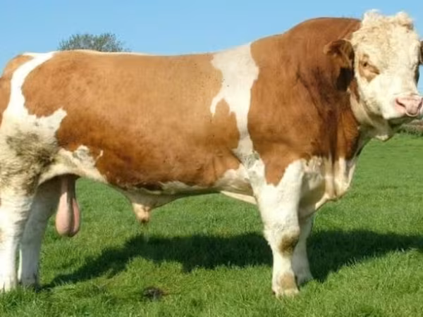 Bull, Hereford