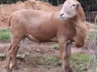 Baran, Katum sheep — zdjęcie 2