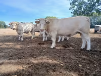 Krowa, Charolais cattle — zdjęcie 6