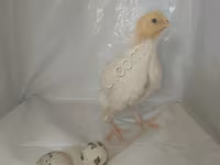 Quails — zdjęcie 3