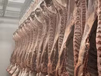Котлетное мясо говядины халяль в наличии — फ़ोटो 3