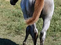 घोड़ी, Quarter Horse — फ़ोटो 3