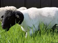 Baran, Kuibyshev sheep — zdjęcie 5