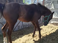 Koń, Arabian horse — zdjęcie 8