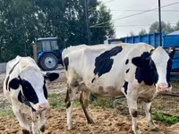 Cow, Simmental cattle — photo 8