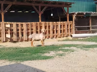 Baran, Edilbay sheep — zdjęcie 7