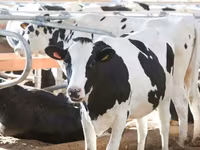 Cow, Holstein breed — photo 2