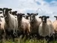 Widder, Romanov sheep — Foto 2