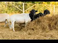 Baran, Dorper sheep — zdjęcie 5