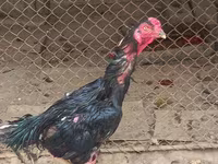 Chickens — zdjęcie 1