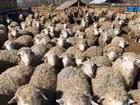 Owca, Kuibyshev sheep — zdjęcie 6