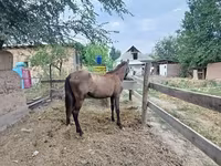 घोड़ी, French Trotter — फ़ोटो 2