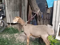 Baran, Edilbay sheep — zdjęcie 6
