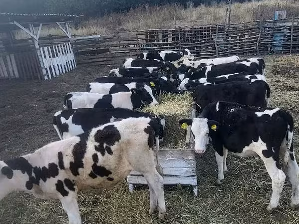Krowa, Bydło