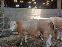 Byk, Blonde d’Aquitane cattle — zdjęcie 3