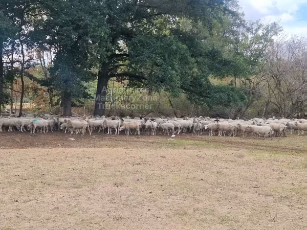 Schaf, Baerchuke sheep