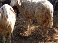 Baran, Assaf sheep — zdjęcie 5