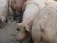 Säue, Schweine — Foto 2