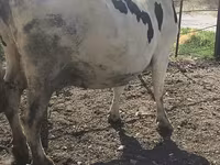 Cow, Russian Black pied cattle — photo 7