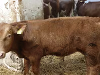 Bull, Simmental cattle — photo 3