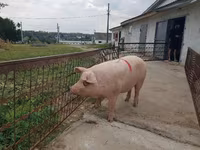 Sow, Pigs — photo 4