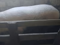 Eber, Schweine — Foto 2