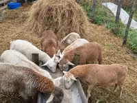 Widder, Baerchuke sheep — Foto 7