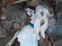 Kozioł, Nubian Goat — zdjęcie 3