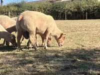 Baran, Charollais sheep — zdjęcie 3