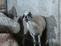 Owca, Owce — zdjęcie 4
