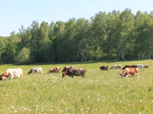 Krowa, Bydło — Rosja
