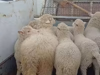 Owca, Merino sheep — zdjęcie 5