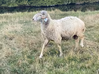 公羊, Karakul sheep — 照片 5