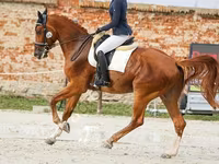 Hengst, Friesian sport horse — Foto 5