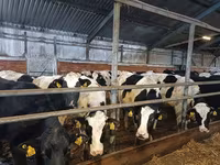 Cow, Holstein breed — photo 4