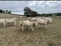 公牛, Charolais cattle — 照片 3