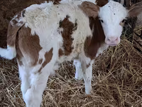 Byk, Simmental cattle — zdjęcie 5