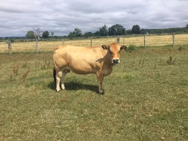 Cow, Partenaise cattle
