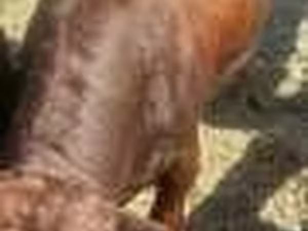 Cow, Cattle