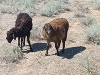 Widder, Edilbay sheep — Foto 1