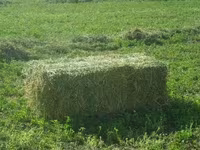 cumpar lucerna — zdjęcie 1