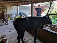 Cow, Cattle — photo 5