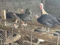Turkeys — 照片 3