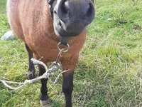 Koń, American shetland pony — zdjęcie 2