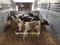 公牛, Cattle — 照片 4