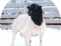 Baran, Dorper sheep — zdjęcie 1