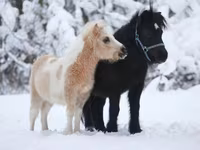 Hengst, American shetland pony — Foto 5