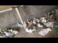 Chickens — zdjęcie 2