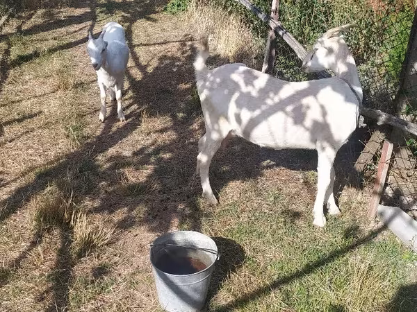 बकरी, LaMancha goats